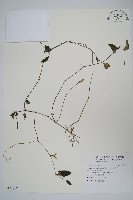 蘆利草藏品圖，第1張