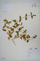 蘆利草藏品圖，第1張