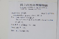 蘆利草藏品圖，第2張
