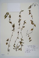 蘆利草藏品圖，第1張