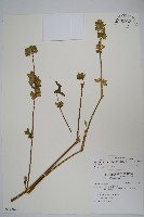 華九頭獅子草藏品圖，第1張