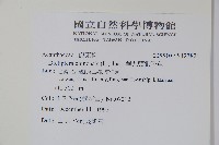 華九頭獅子草藏品圖，第2張