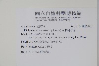 華九頭獅子草藏品圖，第2張