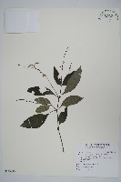 針刺草藏品圖，第1張