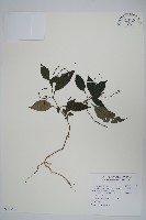 針刺草藏品圖，第1張