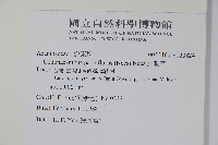 針刺草藏品圖，第2張