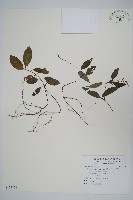 針刺草藏品圖，第1張