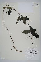 針刺草藏品圖，第1張