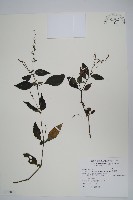 針刺草藏品圖，第1張