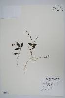 針刺草藏品圖，第1張