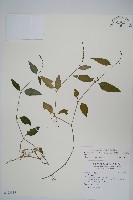 針刺草藏品圖，第1張