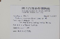 賽山藍藏品圖，第2張