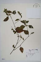 賽山藍藏品圖，第1張