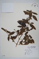 假杜鵑藏品圖，第1張