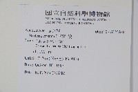 假杜鵑藏品圖，第2張