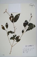 尼氏擬馬偕花藏品圖，第1張