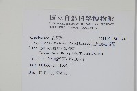 尼氏擬馬偕花藏品圖，第2張