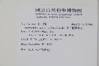 尼氏擬馬偕花藏品圖，第2張