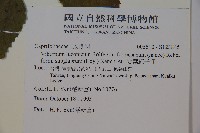 闊葉紅子仔藏品圖，第2張