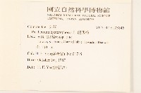 銀膠菊藏品圖，第2張