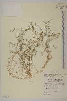 天蓬草藏品圖，第1張