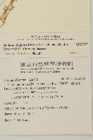 天蓬草藏品圖，第2張