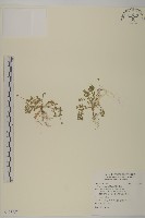南方山芫荽藏品圖，第1張