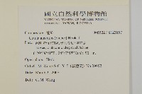 南方山芫荽藏品圖，第2張