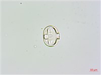 草木樨藏品圖，第1張