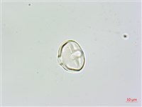 草木樨藏品圖，第2張