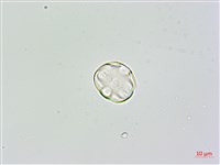 草木樨藏品圖，第3張