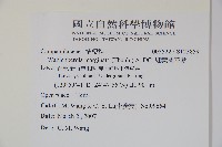 細葉蘭花參藏品圖，第2張