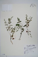 細纍子草藏品圖，第1張