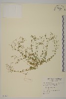 無心菜、鵝不食草藏品圖，第1張