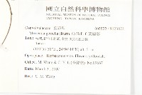 菜欒藤藏品圖，第2張