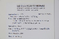 短穗假千日紅藏品圖，第2張