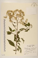 小舌菊、蔓綿菜藏品圖，第1張