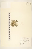 翅果假吐金菊藏品圖，第1張