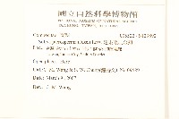 翅果假吐金菊藏品圖，第2張