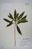 蘿芙木藏品圖，第1張