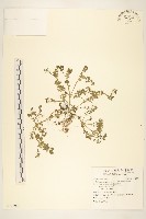 翅果假吐金菊藏品圖，第1張