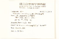 翅果假吐金菊藏品圖，第2張