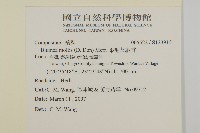 柔毛艾納香藏品圖，第2張