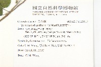 銳葉牽牛藏品圖，第2張