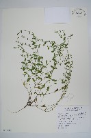 細纍子草藏品圖，第1張