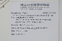 細纍子草藏品圖，第2張