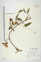 盒果藤藏品圖，第1張