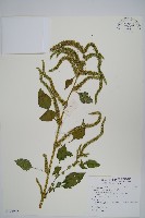 青莧藏品圖，第1張