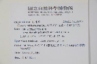 平伏莖白花菜、成功白花菜藏品圖，第2張