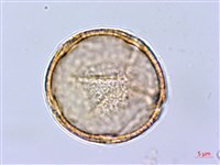 小果酸模藏品圖，第2張